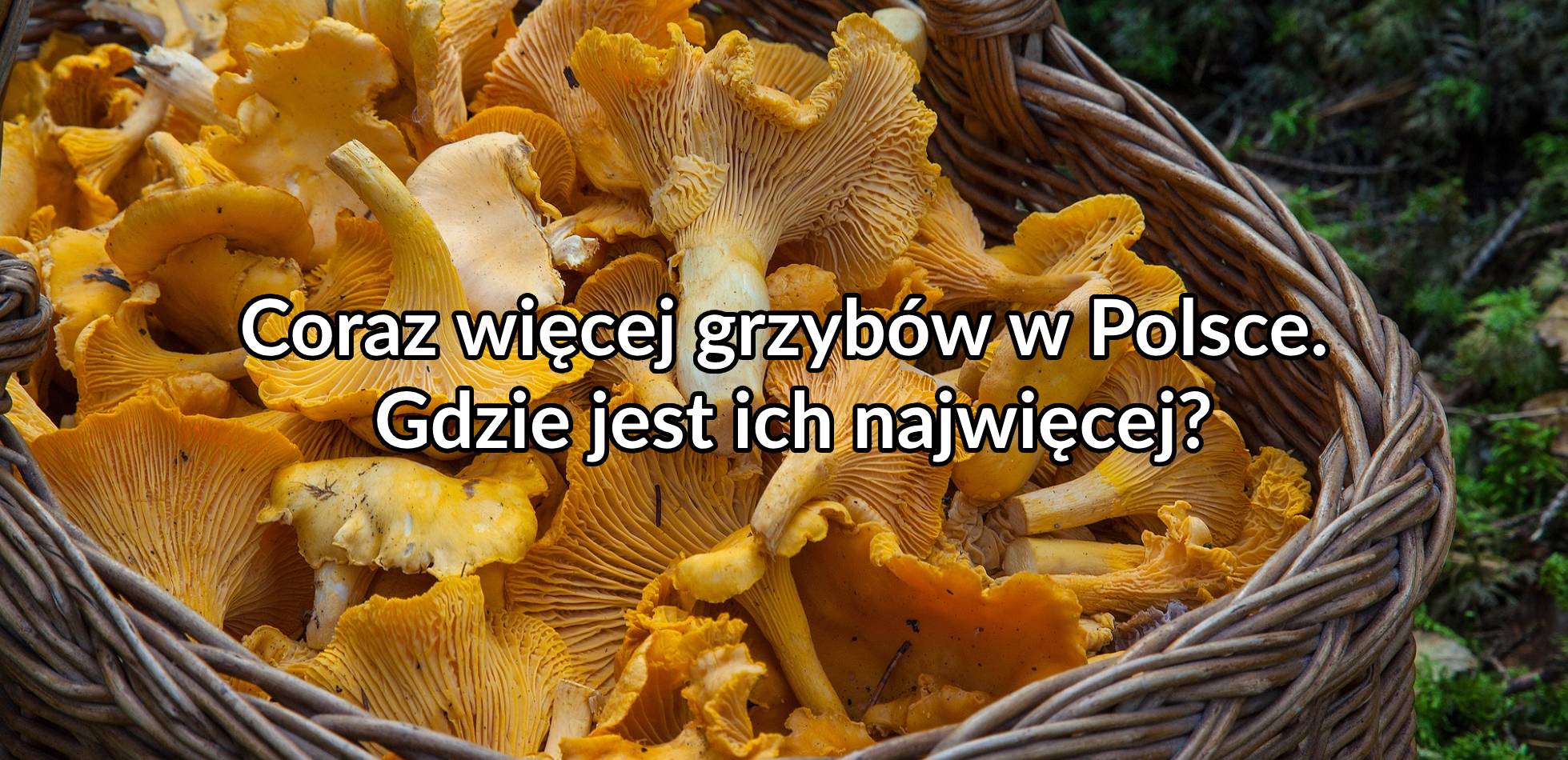 Coraz więcej grzybów w Polsce. Gdzie jest ich najwięcej?